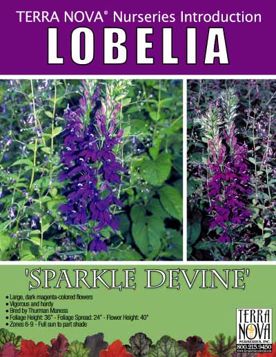 Lobelia 'Sparkle DeVine' - Product Profile