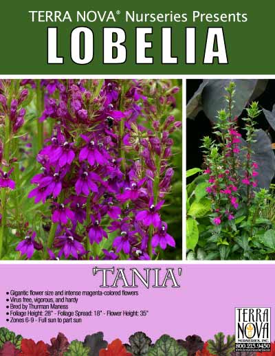 Lobelia 'Tania' - Product Profile