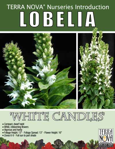 Lobelia 'White Candles' - Product Profile