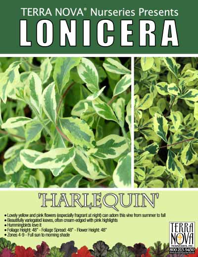 Lonicera 'Harlequin' - Product Profile