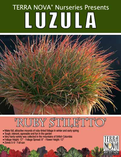 Luzula 'Ruby Stiletto' - Product Profile