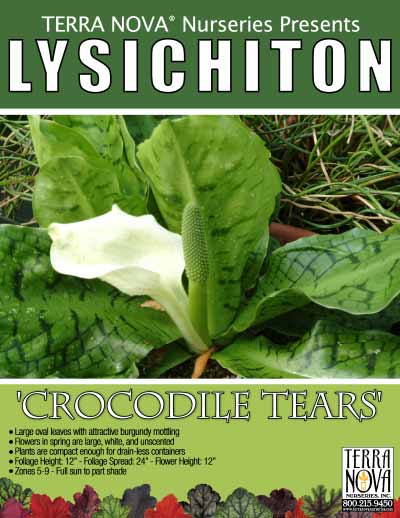 Lysichiton 'Crocodile Tears' - Product Profile
