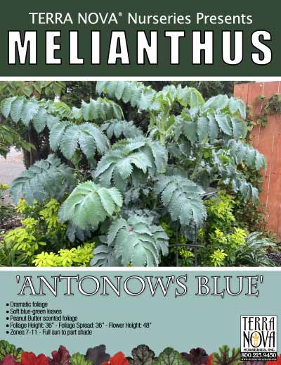 Melianthus 'Antonow's Blue' - Product Profile