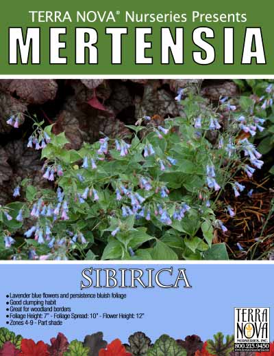 Mertensia sibirica - Product Profile