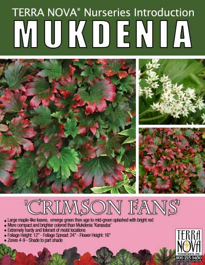 Mukdenia 'Crimson Fans' - Product Profile