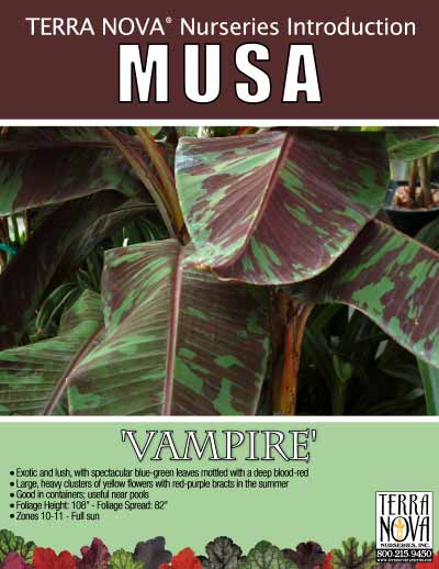 Musa 'Vampire' - Product Profile