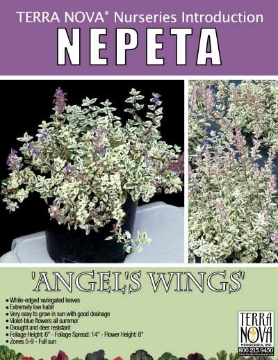 Nepeta 'Angel's Wings' - Product Profile