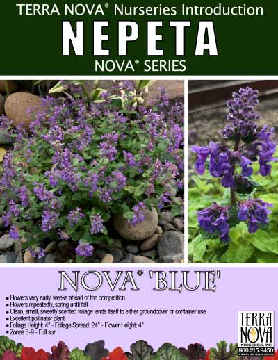 Nepeta NOVA® 'Blue' - Product Profile
