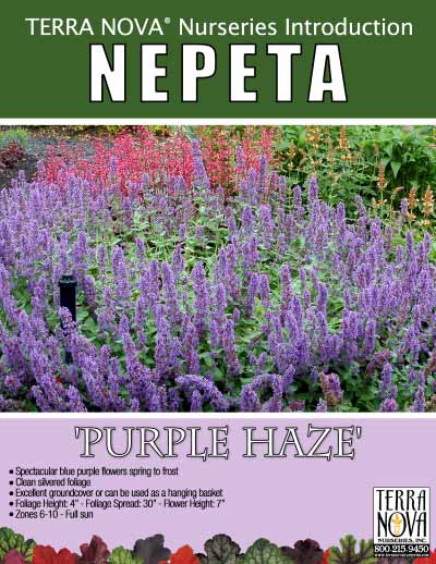 Nepeta 'Purple Haze' - Product Profile
