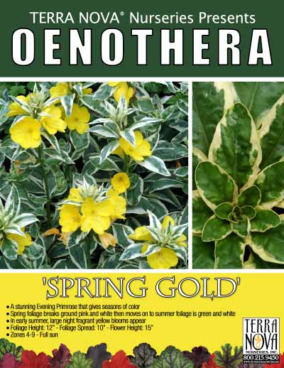 Oenothera 'Spring Gold' - Product Profile