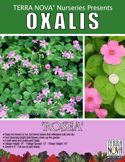 Oxalis 'Rosea' - Product Profile