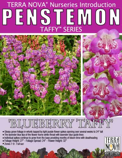 Penstemon 'Blueberry Taffy' - Product Profile