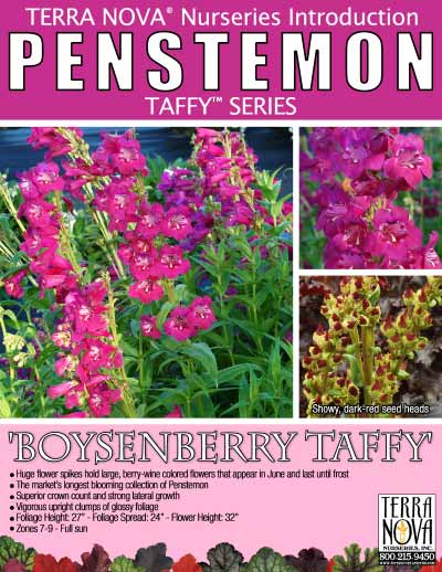 Penstemon 'Boysenberry Taffy' - Product Profile