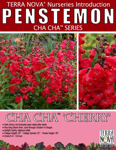 Penstemon 'Cha Cha Cherry' - Product Profile