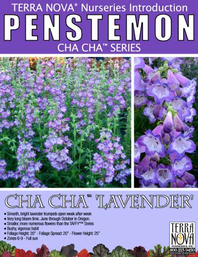 Penstemon CHA CHA™ 'Lavender' - Product Profile