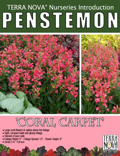 Penstemon 'Coral Carpet' - Product Profile