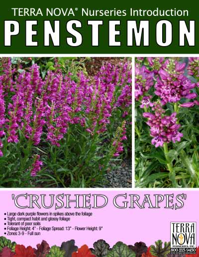 Penstemon 'Crushed Grapes' - Product Profile