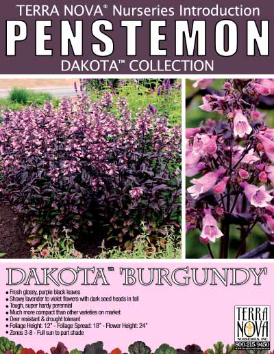 Penstemon DAKOTA™ 'Burgundy' - Product Profile