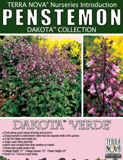 Penstemon DAKOTA™ 'Verde' - Product Profile