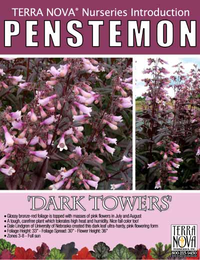 Penstemon 'Dark Towers' - Product Profile