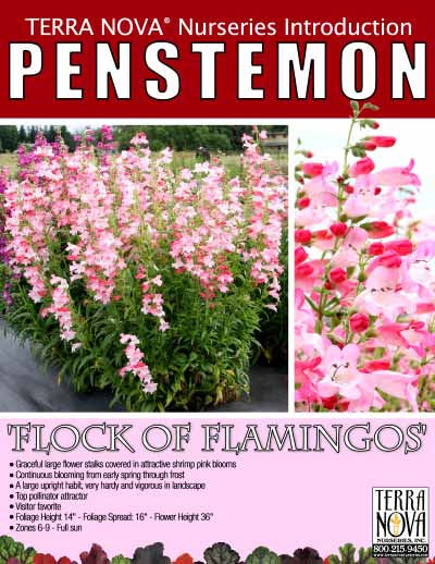 Penstemon 'Flock of Flamingos' - Product Profile