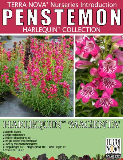Penstemon HARLEQUIN™ 'Magenta' - Product Profile