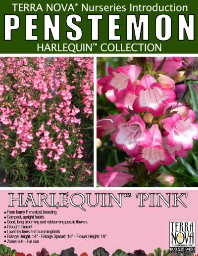 Penstemon HARLEQUIN™ 'Pink' - Product Profile