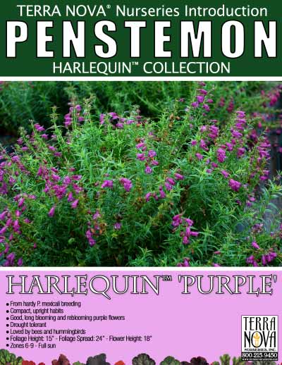 Penstemon HARLEQUIN™ 'Purple' - Product Profile