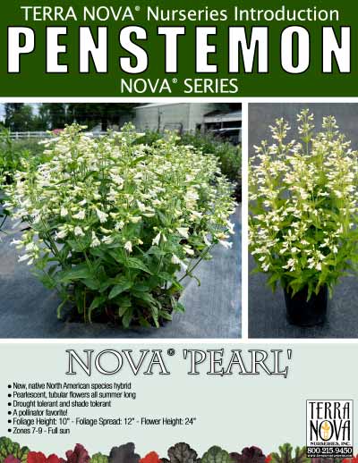 Penstemon NOVA® 'Pearl' - Product Profile