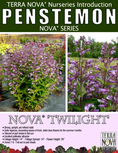 Penstemon NOVA® 'Twilight' - Product Profile