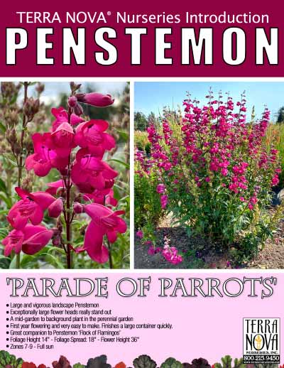 Penstemon 'Parade of Parrots' - Product Profile