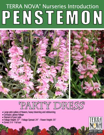 Penstemon 'Party Dress' - Product Profile