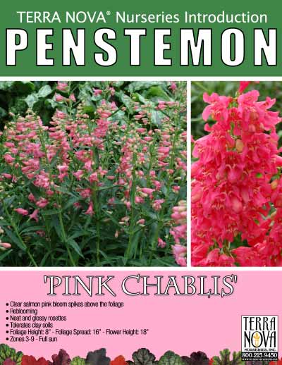 Penstemon 'Pink Chablis' - Product Profile