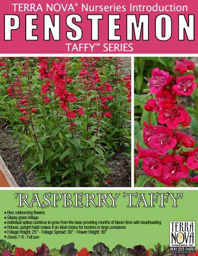 Penstemon 'Raspberry Taffy' - Product Profile