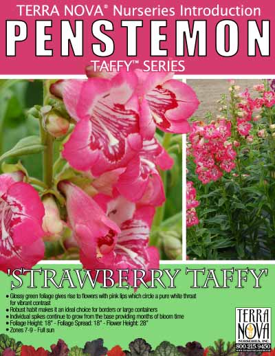 Penstemon 'Strawberry Taffy' - Product Profile