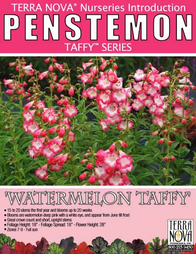 Penstemon 'Watermelon Taffy' - Product Profile