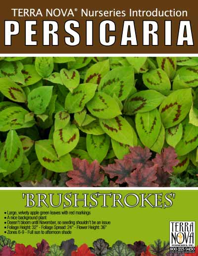 Persicaria 'Brushstrokes' - Product Profile