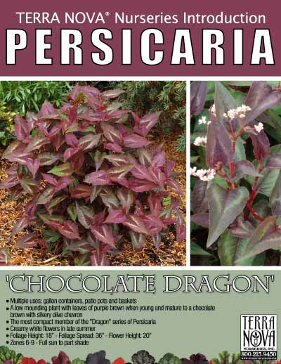 Persicaria 'Chocolate Dragon' - Product Profile
