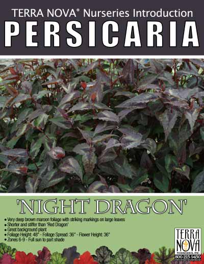 Persicaria 'Night Dragon' - Product Profile