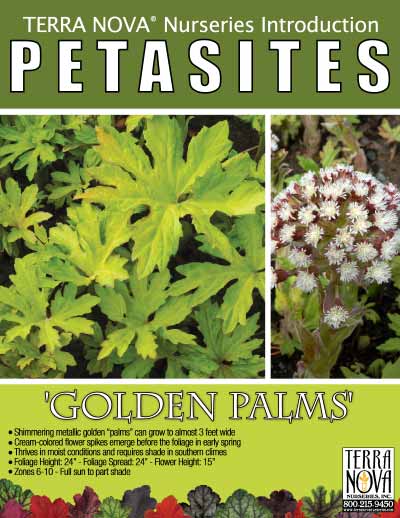 Petasites 'Golden Palms' - Product Profile