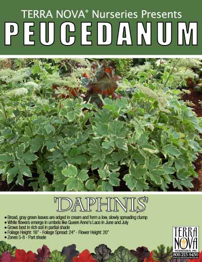 Peucedanum 'Daphnis' - Product Profile