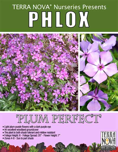 Phlox 'Plum Perfect' - Product Profile