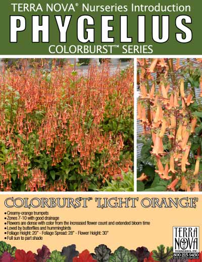 Phygelius COLORBURST™ 'Light Orange' - Product Profile