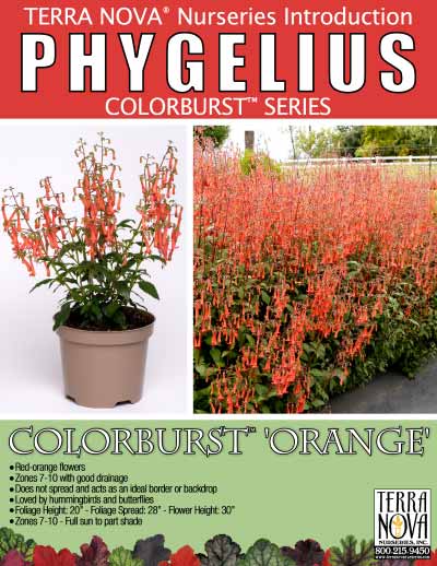 Phygelius COLORBURST™ 'Orange' - Product Profile