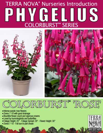 Phygelius COLORBURST™ 'Rose' - Product Profile