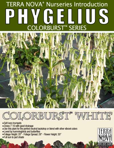 Phygelius COLORBURST™ 'White' - Product Profile