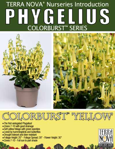 Phygelius COLORBURST™ 'Yellow' - Product Profile