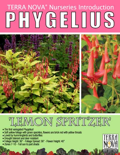 Phygelius 'Lemon Spritzer' - Product Profile