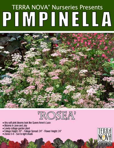 Pimpinella 'Rosea' - Product Profile
