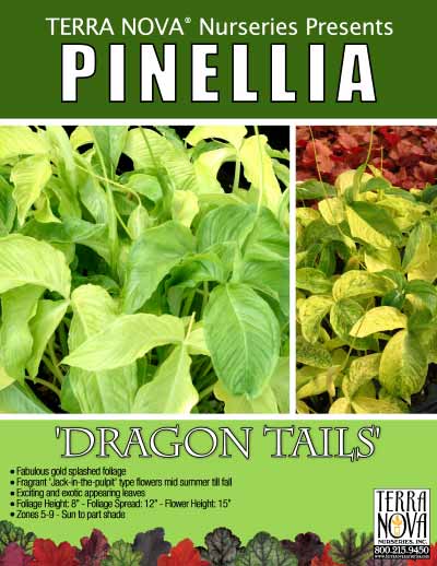 Pinellia 'Dragon Tails' - Product Profile